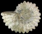 Bumpy Douvilleiceras Ammonite - Madagascar #53317-1